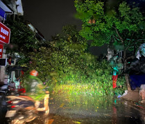 Hà Nội mưa dông diện rộng, cây đổ chắn ngang đường