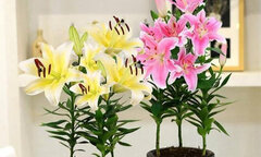 Mùa thu trồng chậu cây này ở ban công, hoa sẽ nở to, thơm ngào ngạt
