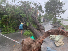 Bão Yagi quần thảo ở đất liền, hàng loạt cây lớn bật gốc, cột điện cao thế bị đổ