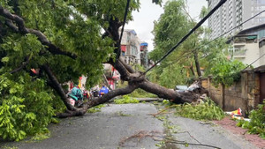 Cây đổ la liệt khắp đường phố Hà Nội sau bão Yagi