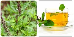 Cách sử dụng rau húng quế tốt cho sức khoẻ