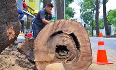 Đốn hạ, cắt tỉa loạt cây cổ thụ có dấu hiệu mục ruỗng ở trung tâm TP.HCM