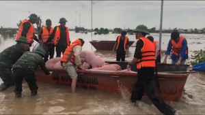 Lũ lên cao, nông dân ở Hưng Yên hối hả di chuyển đàn lợn tiền tỷ