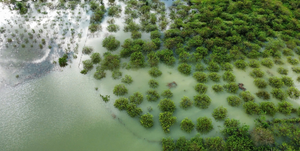 Gần 25 ha mận Mộc Châu ngập sâu trong nước lũ