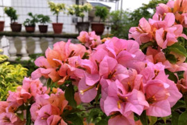 Tưới hoa giấy bằng loại nước này mỗi tháng, nụ sẽ trổ kín cành, nở hoa rực rỡ