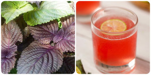 Những người nào nên hạn chế uống nước lá tía tô?