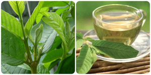 15 tác dụng của lá ổi với sức khoẻ bạn không nên bỏ qua