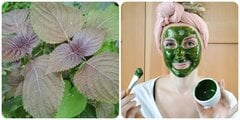 Lá tía tô có tác dụng gì với da mặt?