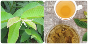 Những người nào nên hạn chế uống nước lá ổi?