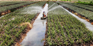 Tây Ninh tăng xuất khẩu qua sự kiện nông nghiệp quốc tế