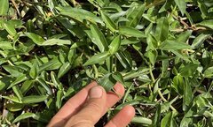 Cây cỏ dại mọc khắp nơi nhưng ít người biết là thuốc khoẻ gan, tốt cho khớp