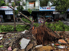 Bão số 4 chưa vào, cây xanh ở Quảng Bình đã bật gốc, giao thông chia cắt