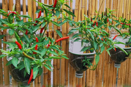 Dùng vỏ chai nước khoáng trồng 5 cây ớt, sau 3 tháng chàng trai thu 40kg quả