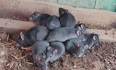 Bí ẩn hiện tượng 'vua chuột'