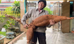 Lão nông Hà Tĩnh đào được củ sắn nặng 25kg, dài 1m
