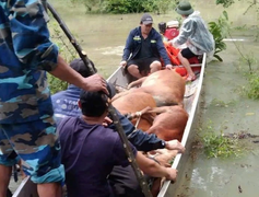 Bộ đội biên phòng Quảng Bình dùng thuyền máy vượt lũ, cứu đàn bò bị mắc kẹt