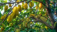 Mẹo trồng cây khế trĩu hoa, sai quả