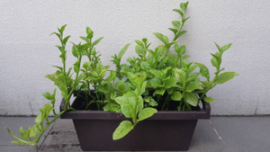 Cách trồng cây mồng tơi tại nhà