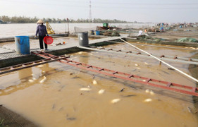  Lồng cá tiền tỷ bị bão Yagi cuốn trôi, nông dân ôm nợ ngập đầu