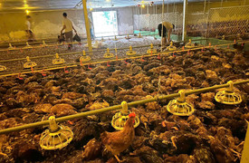 Hàng nghìn con gà chết do trang trại bị ngập nước