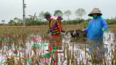 Không quân dầm mình trong nước, chạy đua với thời gian, gặt lúa giúp dân