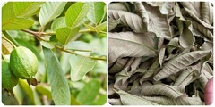 Những người nào không nên uống nước lá ổi?