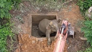 Cuộc giải cứu voi hoang dã bị mắc kẹt dưới hố nước sâu