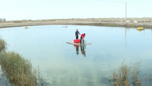 Kỳ diệu cua xanh được nuôi trên sa mạc 