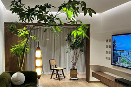 Cách trồng kim ngân khổng lồ, có thể cao chạm trần