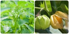 Các bài thuốc chữa bệnh từ cây rau tầm bóp