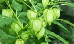 Loại cây nhiều người Việt chỉ coi là cỏ dại nhưng lại chữa đủ thứ bệnh