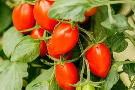 3 loại cây cho quả trồng ở ban công còn dễ hơn trồng hoa