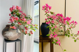 Tạo dáng cây hoa giấy liễu rủ bằng mẹo đơn giản