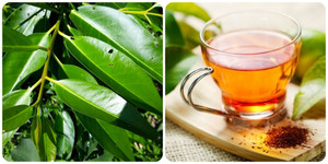 Có nên uống nước vối hàng ngày?