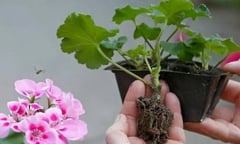 Giâm cành 4 loại cây này vào mùa thu đông, hoa sẽ sớm nở đẹp