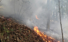 Hải Phòng chỉ đạo các biện pháp cấp bách PCCC rừng sau bão số 3