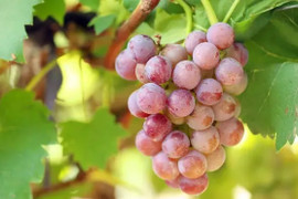 Bí quyết trồng nho ở ban công quả sai lúc lỉu