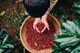 Xuất khẩu cà phê Robusta hưởng lợi nhờ thị trường thế giới biến động