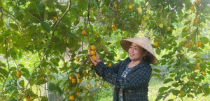 Nông dân Hà Tĩnh thu tiền tỷ nhờ cây hồng Yên Du