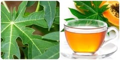 Uống nước lá đu đủ hàng ngày có tốt cho sức khoẻ?