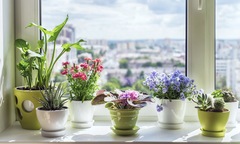 Những mẹo bài trí cửa sổ làm thay đổi không gian sống