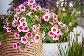 Cách trồng dạ yến thảo bằng cành, sau 2 tháng sẽ cho hoa rực rỡ