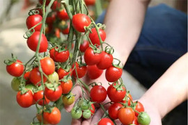 Bí quyết trồng cà chua trong chậu quả sai lúc lỉu 