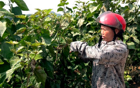 Gỡ khó cho hợp tác xã nông nghiệp sau bão Yagi