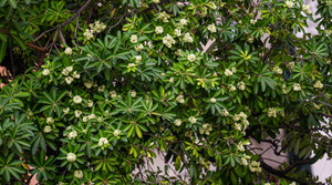 Mùi hoa sữa nồng nàn khiến dân mạng người say đắm, kẻ 'kêu trời'