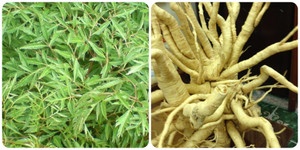 Cây đinh lăng có tác dụng gì