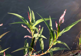 Loại cây cay hơn cả ớt, tưởng cỏ dại nào ngờ vừa ủ được rượu lại vừa làm thuốc 