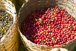 Giá cà phê hôm nay 11/10: Tăng nhẹ 