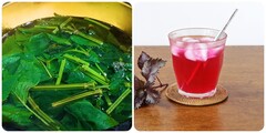 Lá tía tô đun nước uống có tác dụng gì?
