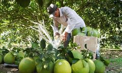Bà Rịa-Vũng Tàu: Đẩy mạnh truyền thông tái cơ cấu nông nghiệp hiệu quả, bền vững
